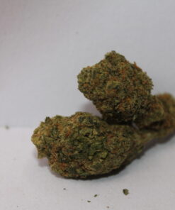 Gelato41